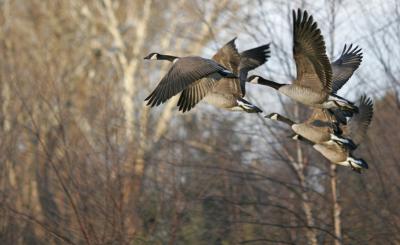 Migration