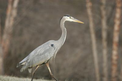Blue Heron