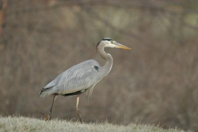 Blue Heron