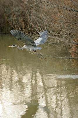 Blue Heron