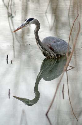 Blue Heron