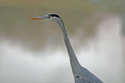 Blue Heron