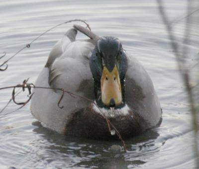 Mallard
