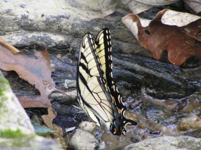 From Great Falls NP