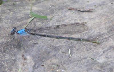 dragon fly