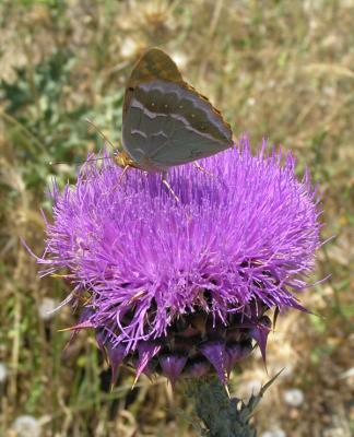 Butterfly from Turkey