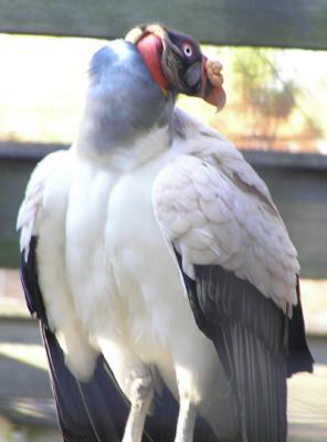 King Vulture