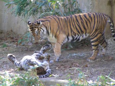 tiger with cubs