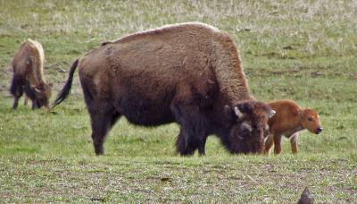 Buffalo with a calve