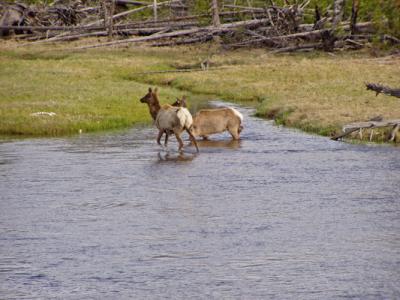 Deers passing the river