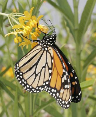 Monarch