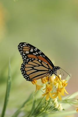 Monarch