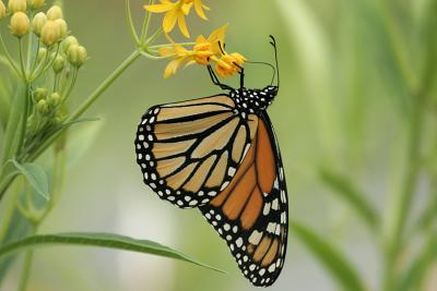Monarch