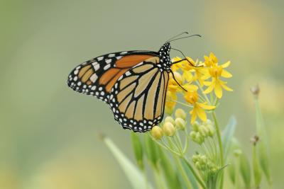 Monarch
