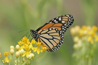 Monarch