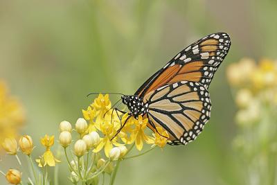 Monarch