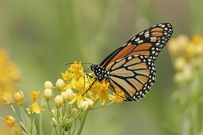 Monarch