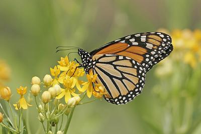 Monarch