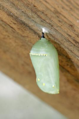 Future Butterfly / Caterpillar