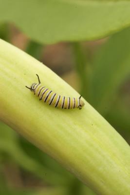 Baby Caterpillar