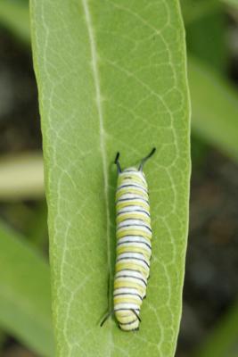 Small Caterpillar