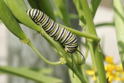 Caterpillar