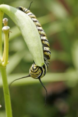 Caterpillar