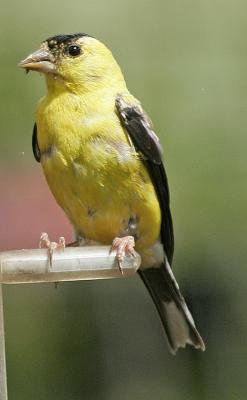 American Goldfinch