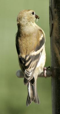 Finch