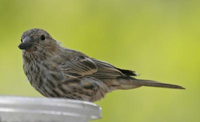 Finch