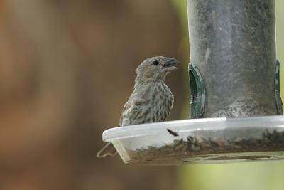 Finch