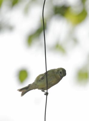 American Goldfinch