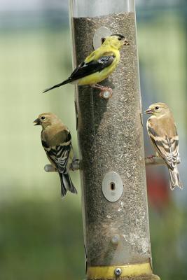 American Goldfinch