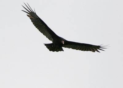 Turkey Vulture