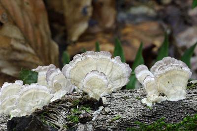 _MG_0118.JPG