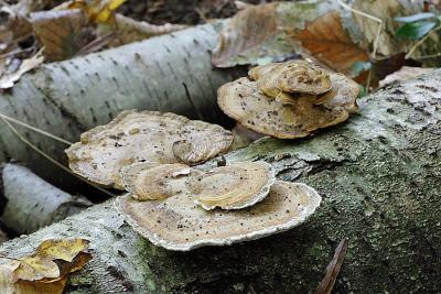 _MG_0119.JPG