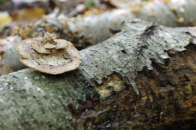 _MG_0123.JPG