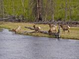 Deers passing the river