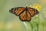 Monarch