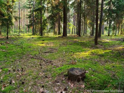 In the forest, Mazury