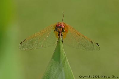 Golden Dragonfly