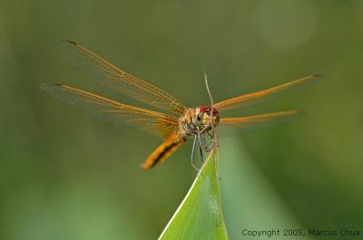 Golden Dragonfly