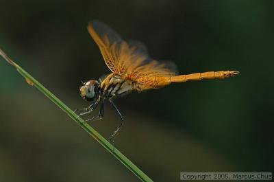 Golden Dragonfly