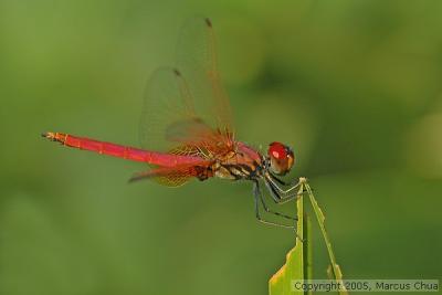 Dragonfly