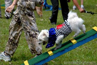 Canine Obstacle Challenge