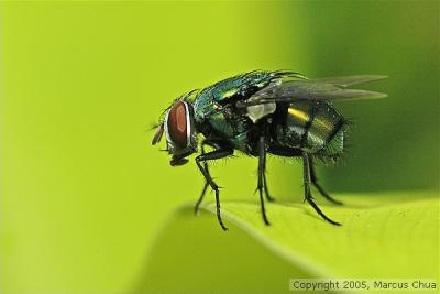 Housefly
