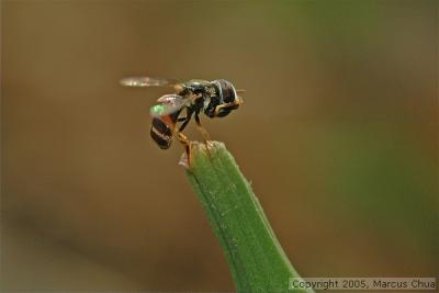 Hoverfly