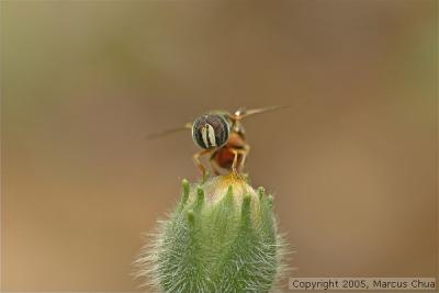 Hoverfly