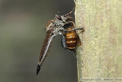 Robberfly
