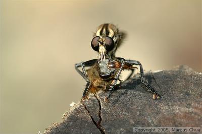 Robberfly